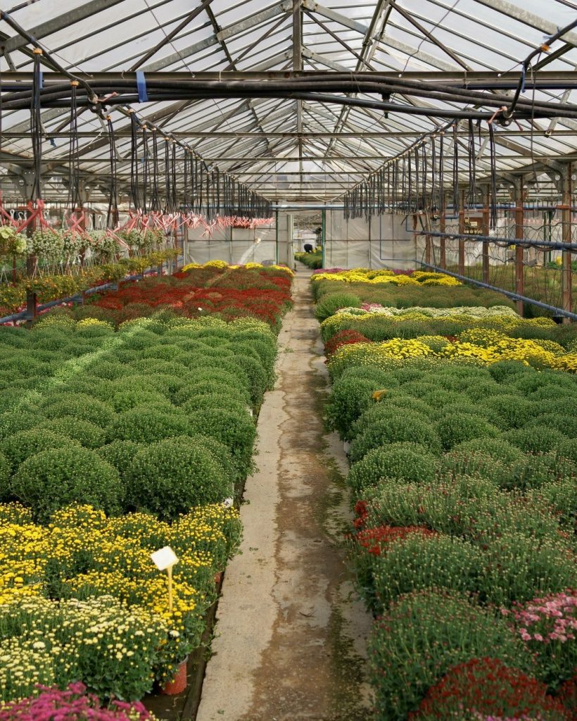 Plant greenhouse flowers nursery